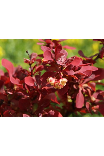 Яскраве листя барбариса Лютін Руж